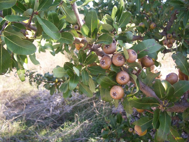 Pyrus amygdaliformis / Pero mandorlino