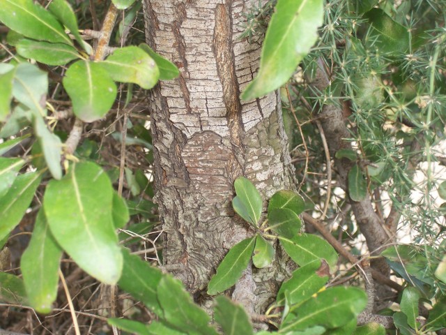 Pyrus amygdaliformis / Pero mandorlino