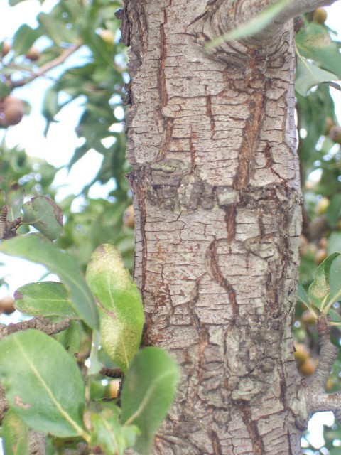 Pyrus amygdaliformis / Pero mandorlino
