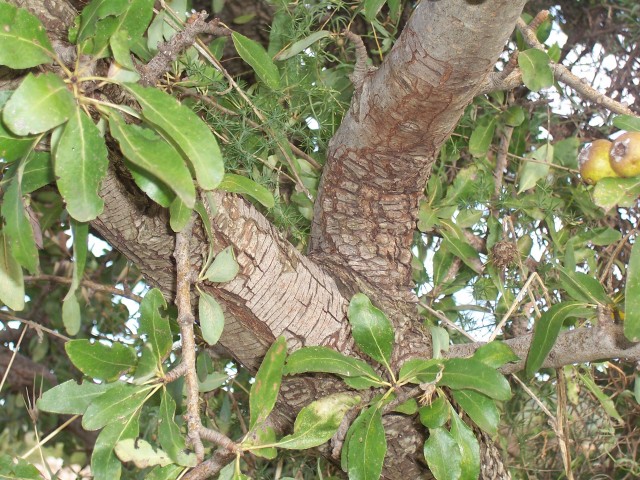Pyrus amygdaliformis / Pero mandorlino