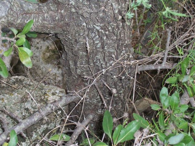 Pyrus amygdaliformis / Pero mandorlino
