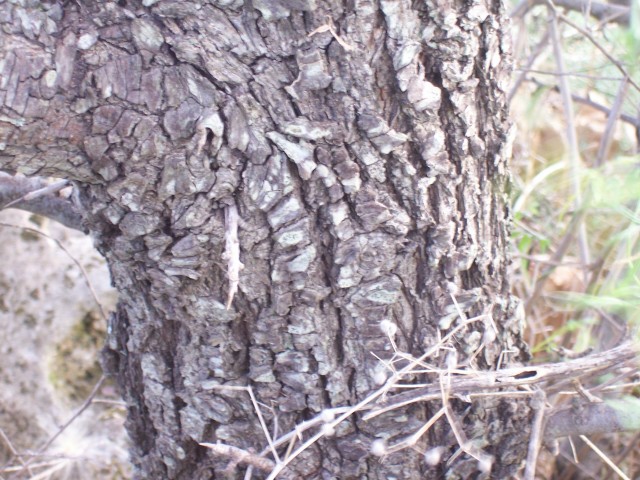 Pyrus amygdaliformis / Pero mandorlino
