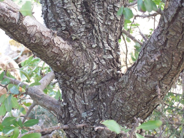 Pyrus amygdaliformis / Pero mandorlino