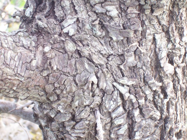Pyrus amygdaliformis / Pero mandorlino