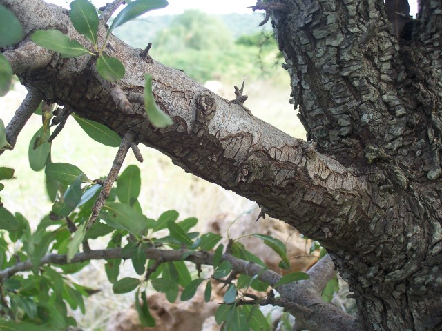 Pyrus amygdaliformis / Pero mandorlino