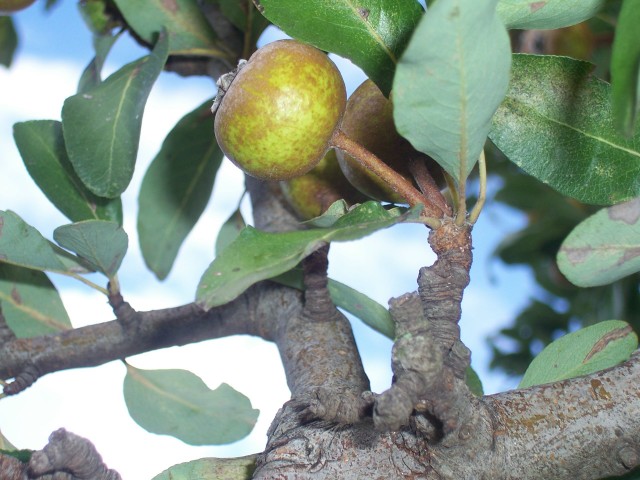 Pyrus amygdaliformis / Pero mandorlino