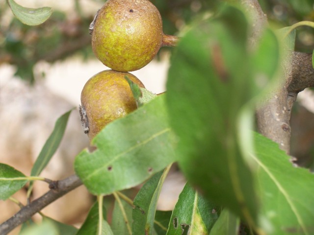 Pyrus amygdaliformis / Pero mandorlino