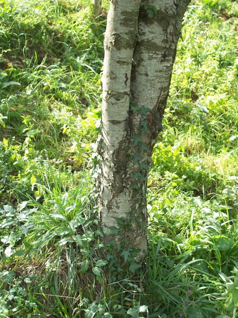 Malus sylvestris