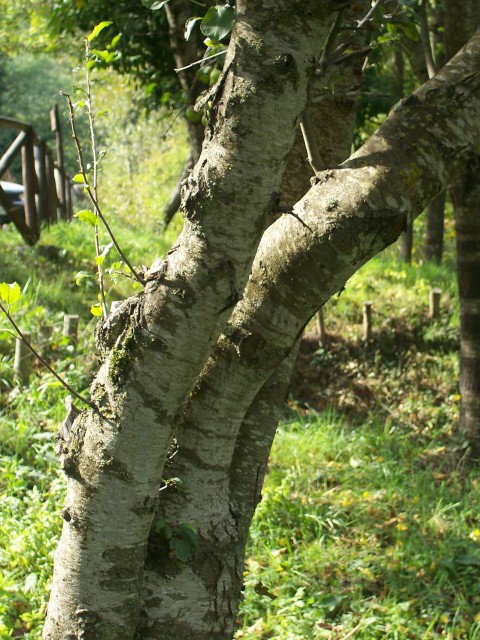 Malus sylvestris