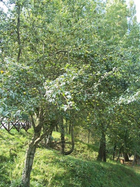 Malus sylvestris