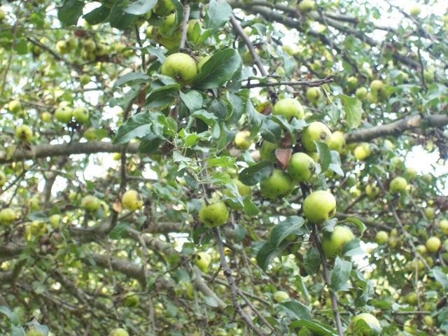 Malus sylvestris