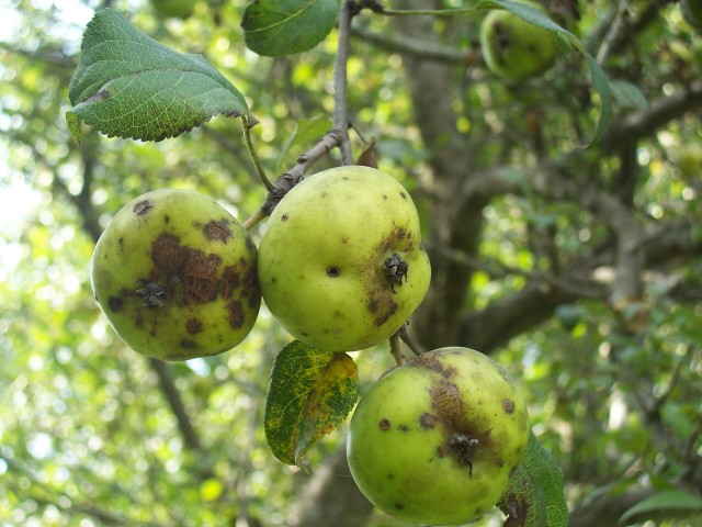 Malus sylvestris