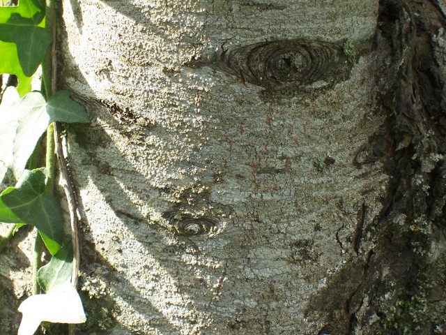 Malus sylvestris