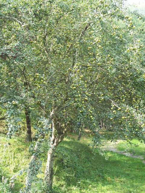 Malus sylvestris