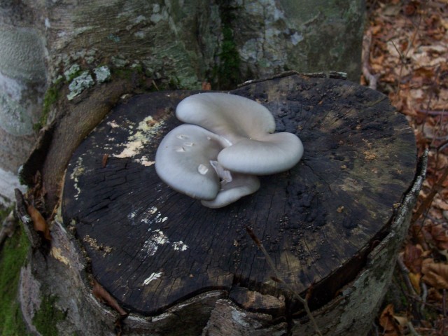determinazione (cfr. Pleurotus ostreatus)