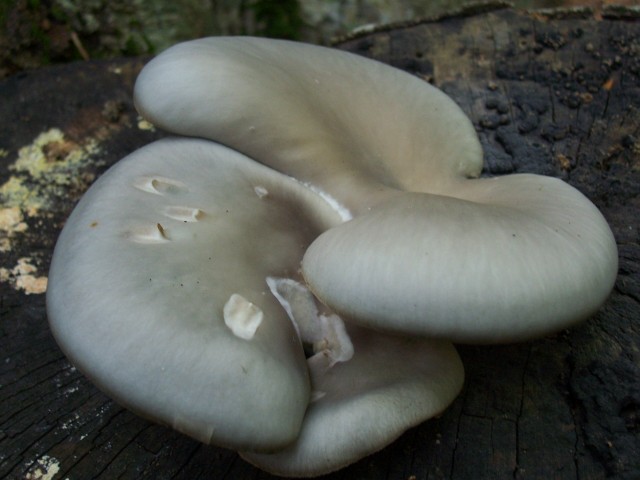 determinazione (cfr. Pleurotus ostreatus)