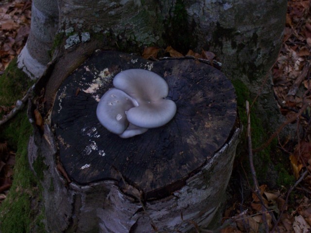 determinazione (cfr. Pleurotus ostreatus)