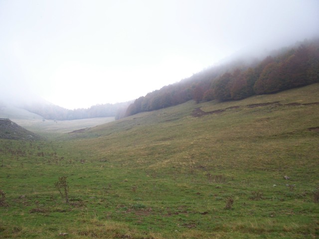 boschi e ''''radure''''