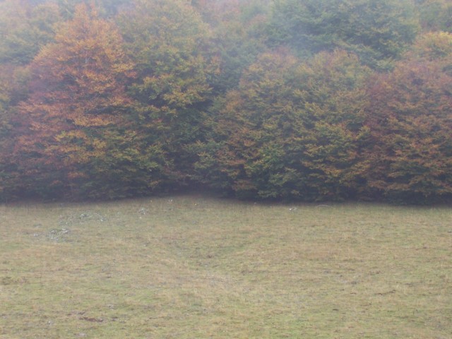 boschi e ''''radure''''