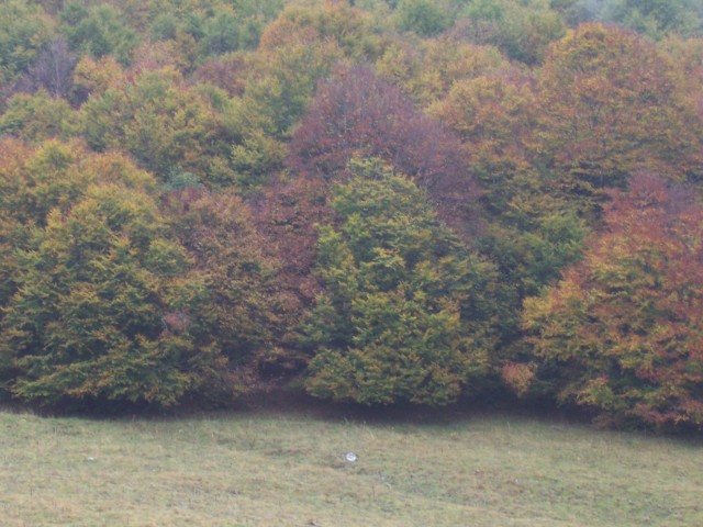 boschi e ''''radure''''