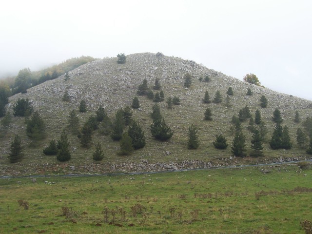 boschi e ''''radure''''