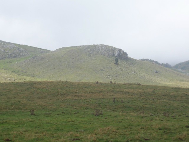 boschi e ''''radure''''