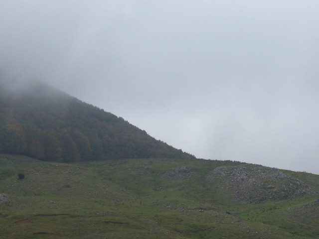 boschi e ''''radure''''