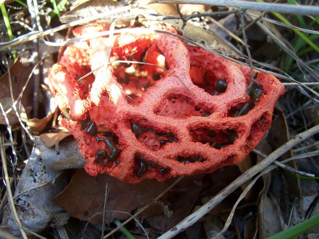 Clathrus ruber