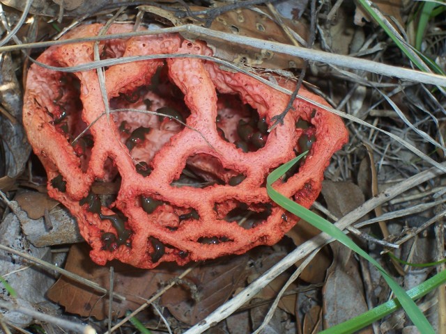 Clathrus ruber