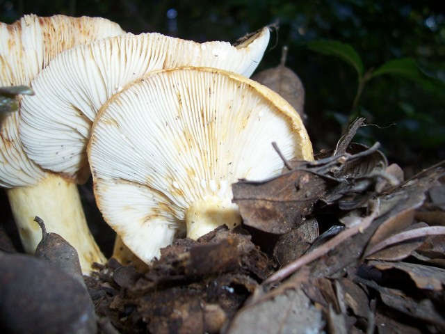 Quale lactarius ?