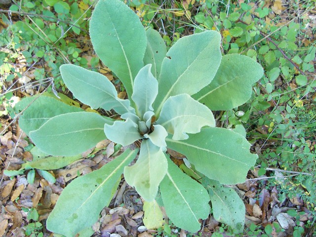 determinazione: Verbascum sp.