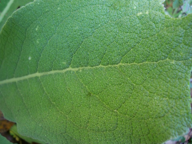 determinazione: Verbascum sp.