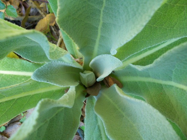 determinazione: Verbascum sp.