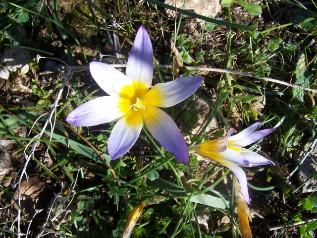 Romulea bulbocodium