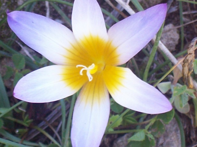 Romulea bulbocodium