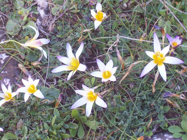 Romulea bulbocodium