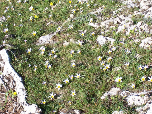 Romulea bulbocodium
