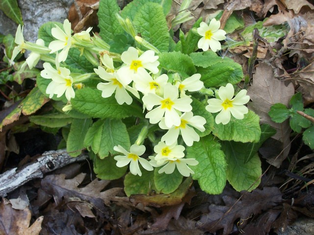 Primula vulgaris (=acaulis) / Primula comune