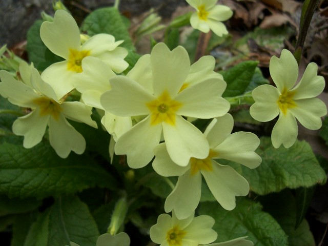 Primula vulgaris (=acaulis) / Primula comune