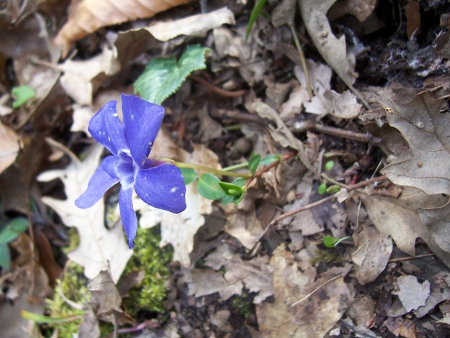 Vinca minor / Pervinca minore