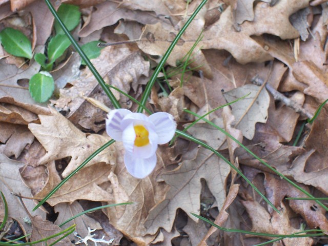 Crocus biflorus / Zafferano selvatico