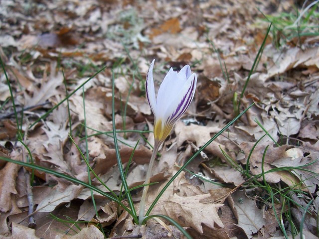 Crocus biflorus / Zafferano selvatico