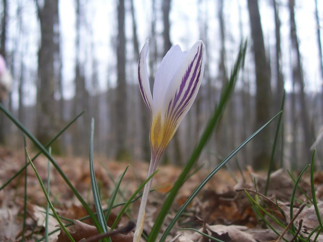 Crocus biflorus / Zafferano selvatico