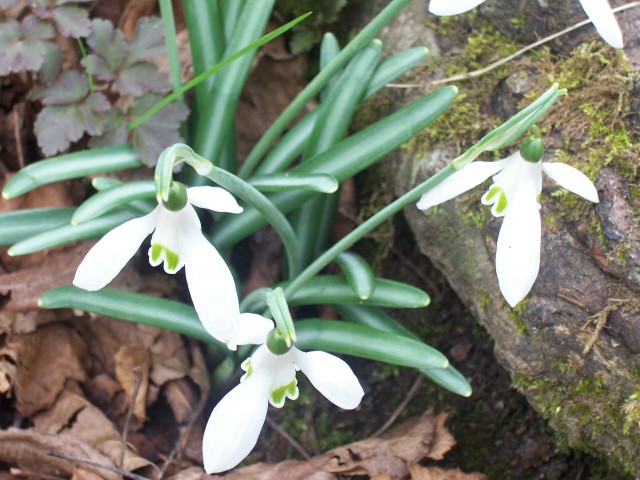Galanthus nivalis / Bucaneve