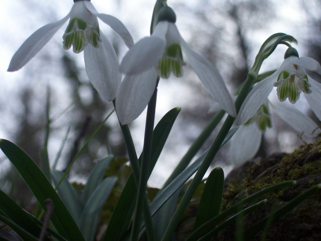 Galanthus nivalis / Bucaneve