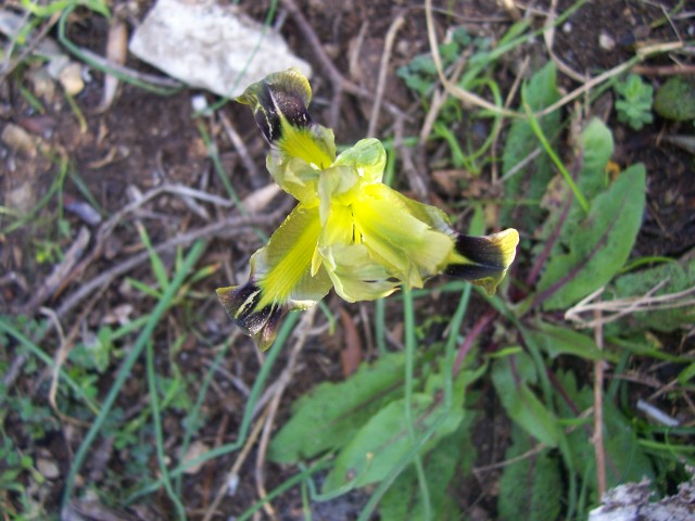 Iris tuberosa / Bellavedova