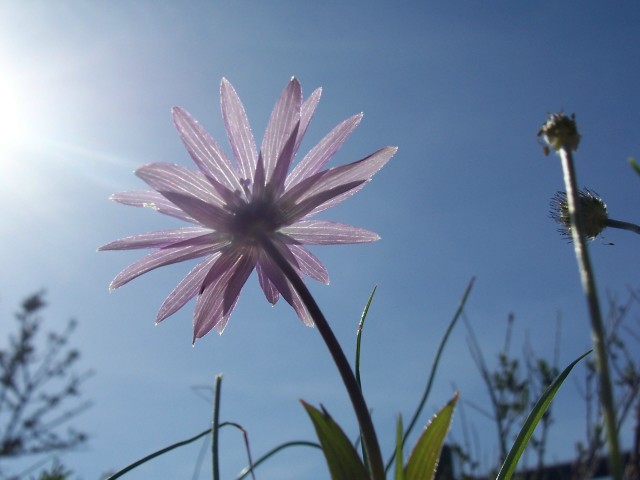 Anemone hortensis / Anemone fior-stella