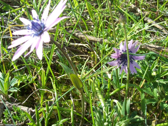 Anemone hortensis / Anemone fior-stella