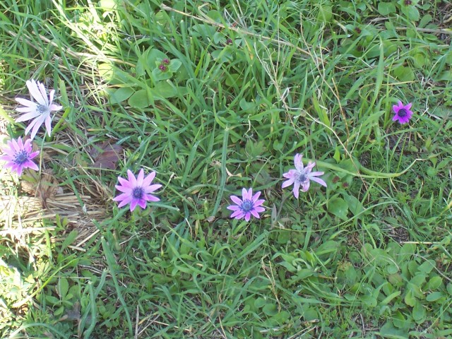 Anemone hortensis / Anemone fior-stella