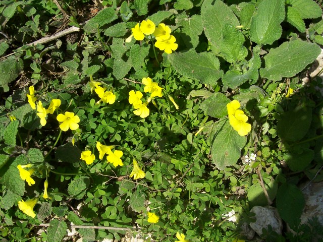 Oxalis pes-caprae / Acetosella gialla